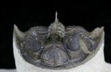 Amazing Tower-Eyed Erbenochile Trilobite - #24772-2
